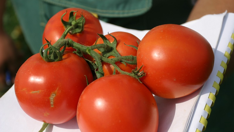 Unpretentious, versatile in use, early ripe tomato Druzhok f1: reviews and secrets of growing