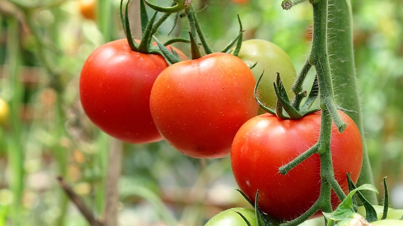 Unpretentious, versatile in use, early ripe tomato Druzhok f1: reviews and secrets of growing