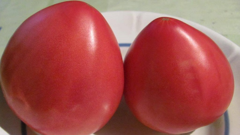 One of the most favorite tomato among gardeners.Heavyweight of Siberia: resistant, early maturing and high-yielding variety