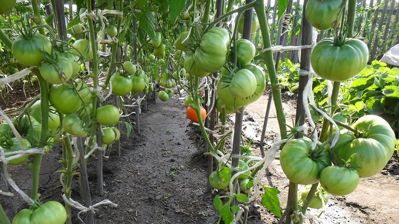 One of the most favorite tomato among gardeners.Heavyweight of Siberia: resistant, early maturing and high-yielding variety
