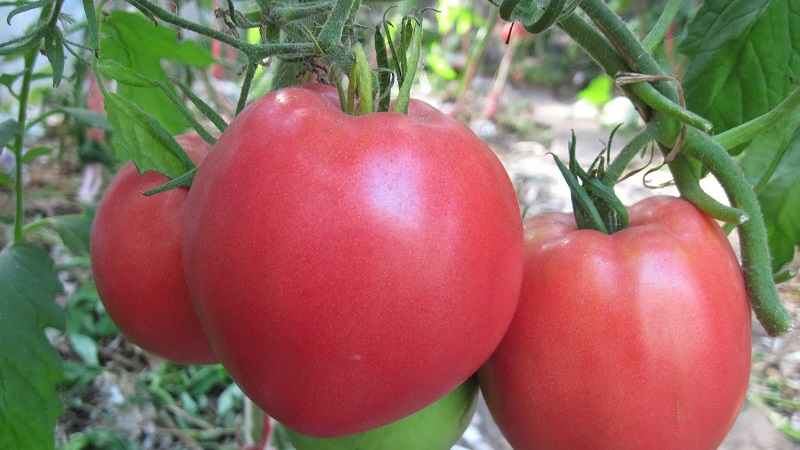 One of the most favorite tomato among gardeners.Heavyweight of Siberia: resistant, early maturing and high-yielding variety