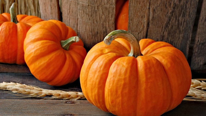 Features of growing large-fruited pumpkin varieties