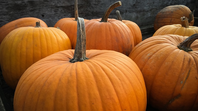 Features of growing large-fruited pumpkin varieties