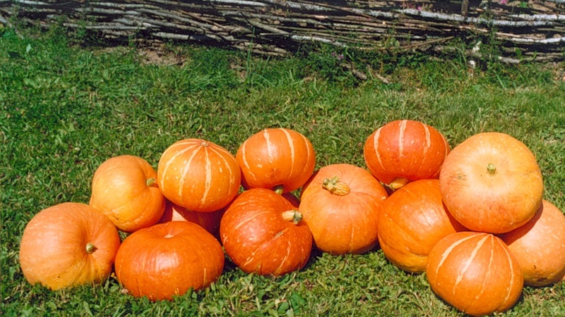 Features of growing large-fruited pumpkin varieties