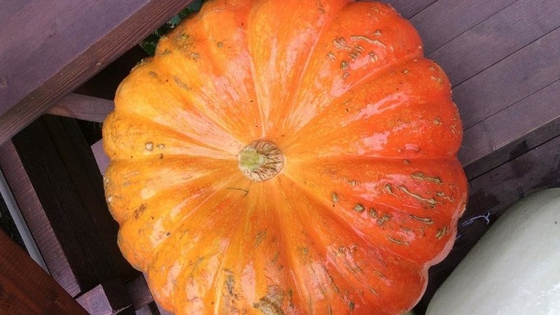 Features of growing large-fruited pumpkin varieties