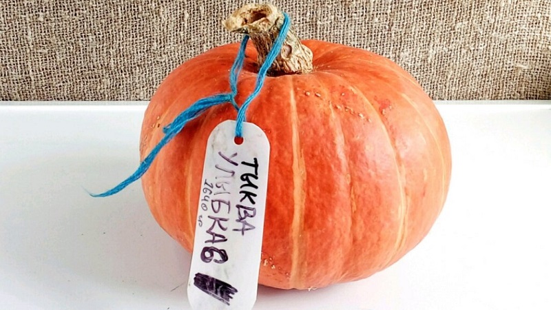 Features of growing large-fruited pumpkin varieties