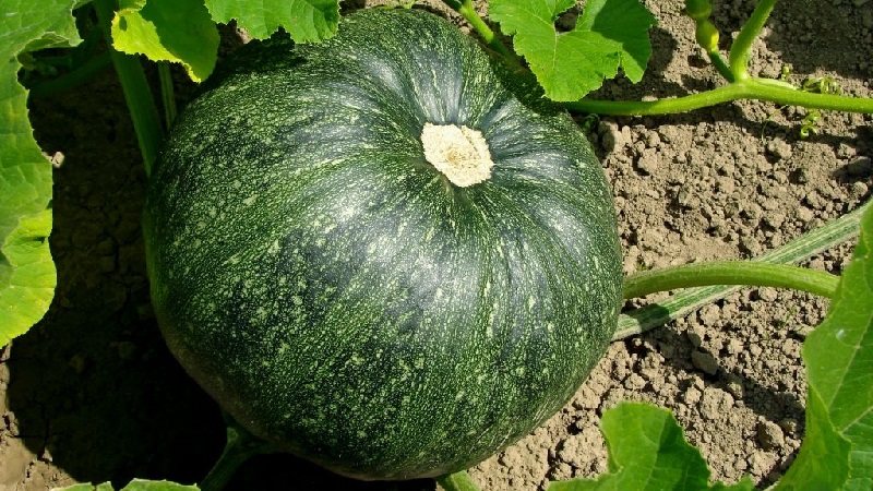 Features of growing large-fruited pumpkin varieties