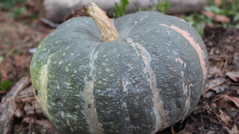 Features of growing large-fruited pumpkin varieties