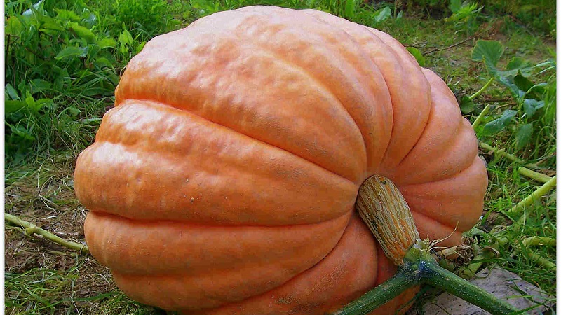 Features of growing large-fruited pumpkin varieties