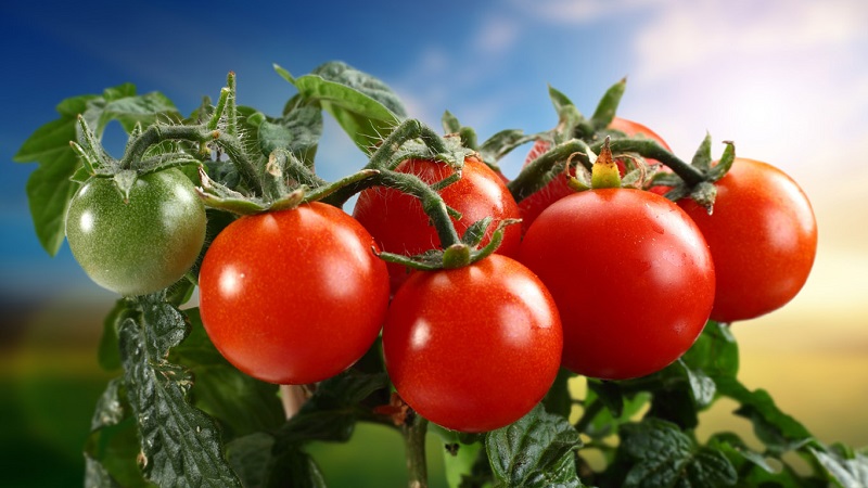 We adopt the experience of experienced summer residents - how to process tomatoes with aspirin and how it will help abundant yields
