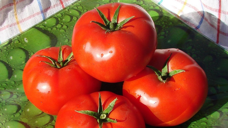 Why every gardener should at least once grow a Bobkat tomato - the best of the undersized
