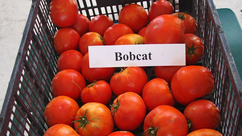 Why should every gardener at least once grow a Bobkat tomato - the best of the undersized