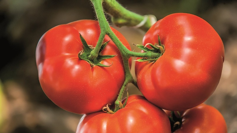 Why should every gardener at least once grow a Bobkat tomato - the best of the undersized