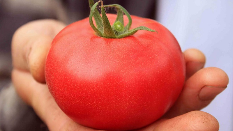Why should every gardener at least once grow a Bobkat tomato - the best of the undersized