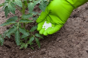 Sweet, fleshy and unpretentious tomato Sensei - a description of agricultural techniques and advice from experienced summer residents