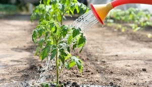 Sweet, fleshy and unpretentious tomato Sensei - a description of agricultural techniques and advice from experienced summer residents