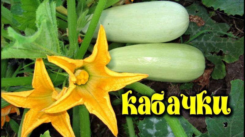The benefits and harms of zucchini for human health: how much to eat and in what form, so as not to harm the body