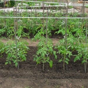 A giant tomato, the size of the fruit of which is amazing - we grow our own tomato Miracle of the garden