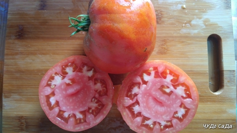 A giant tomato, the size of the fruit of which is amazing - we grow our own tomato Miracle of the garden