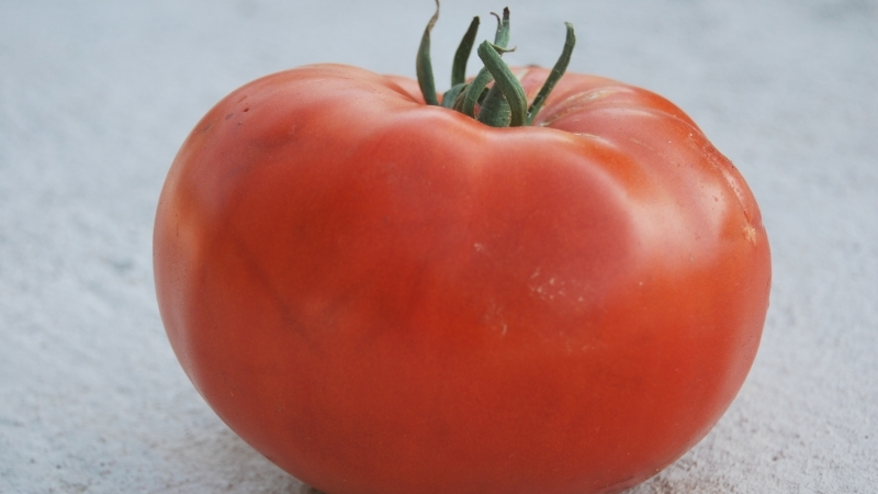 A giant tomato, the size of the fruit of which is amazing - we grow our own tomato Miracle of the garden