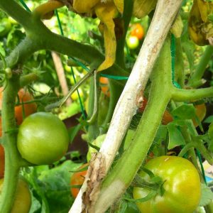 Will brilliant green help for tomatoes from late blight and how to use it correctly: instructions and advice from experienced summer residents