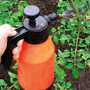 Will brilliant green help for tomatoes from late blight and how to use it correctly: instructions and advice from experienced summer residents