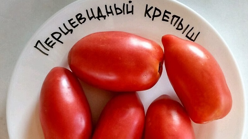Try this unusual variety that will not leave you indifferent - the Pepper-shaped robust tomato
