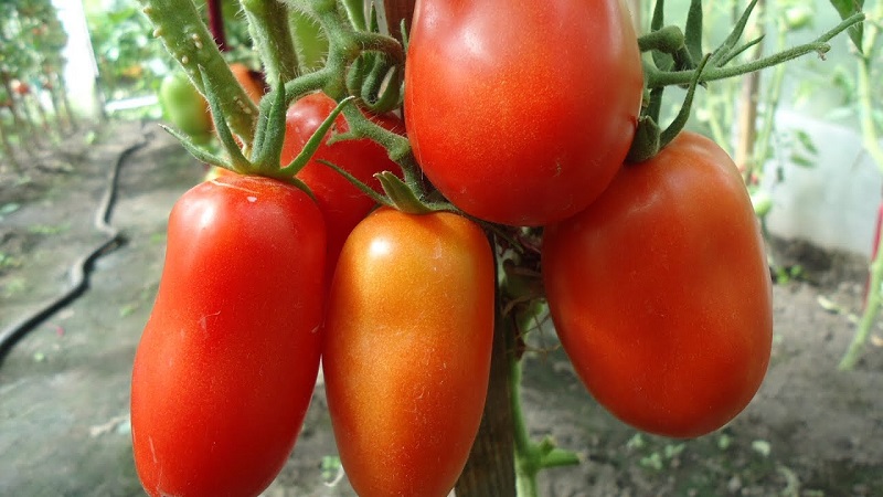 Try this unusual variety that will not leave you indifferent - the Pepper-shaped robust tomato