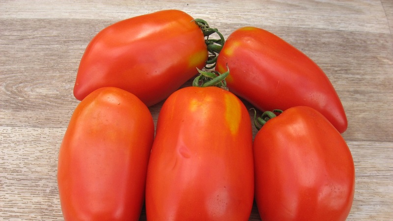 Try this unusual variety that will not leave you indifferent - Tomato Pepper-shaped sturdy