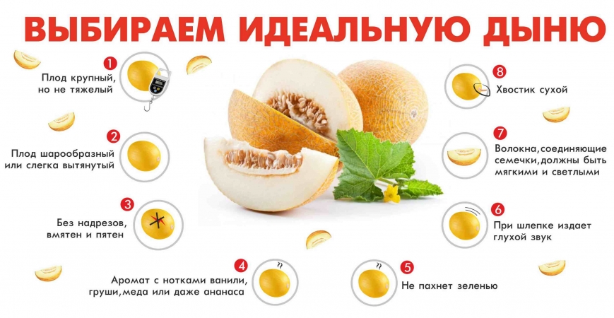 Step-by-step instructions on how to choose the right melon: useful tips and life hacks for finding the most delicious fruit