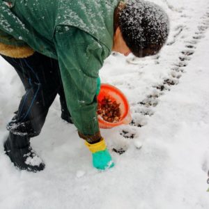 Step-by-step instructions for planting garlic bulbs for the winter: basic rules and secrets of experienced gardeners