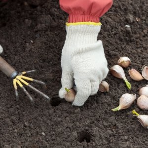 Step-by-step instructions for planting garlic bulbs for the winter: basic rules and secrets of experienced gardeners