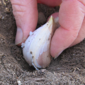 Step-by-step instructions for planting garlic bulbs for the winter: basic rules and secrets of experienced gardeners