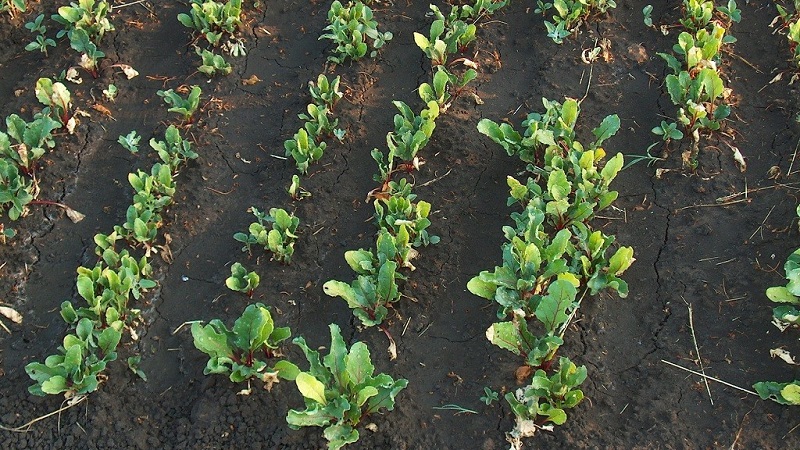 A step-by-step guide on how to thin out beets correctly: the stages of manipulation and advice from gardeners with experience
