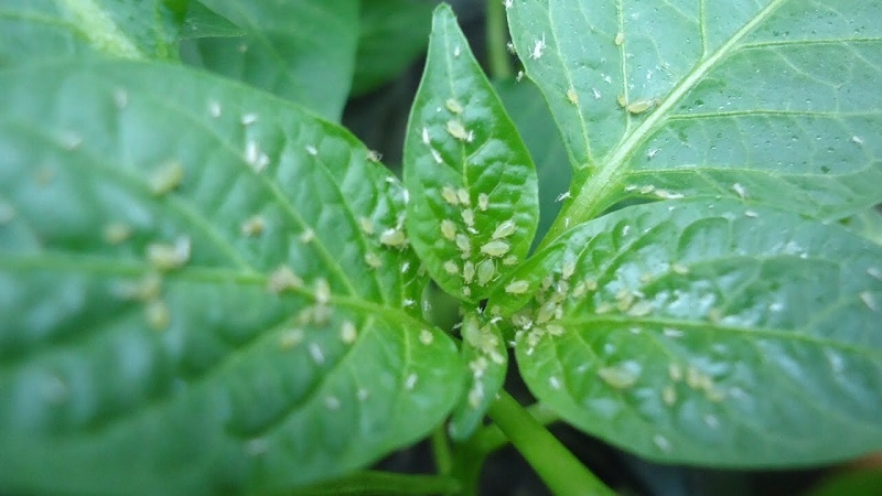 Aphids appeared on pepper in the greenhouse: what to do, and how to defeat the pest quickly and efficiently