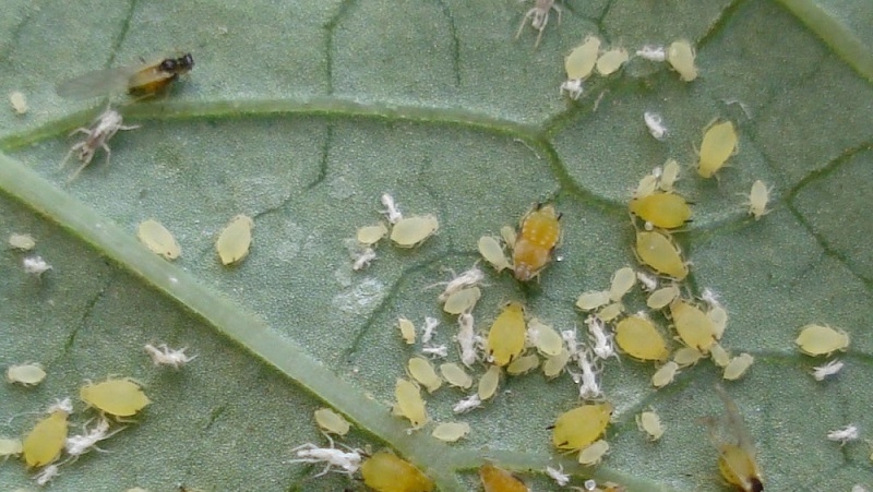 How to Treat Homemade Lemon Diseases