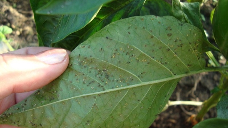 Aphids appeared on pepper in the greenhouse: what to do, and how to defeat the pest quickly and efficiently