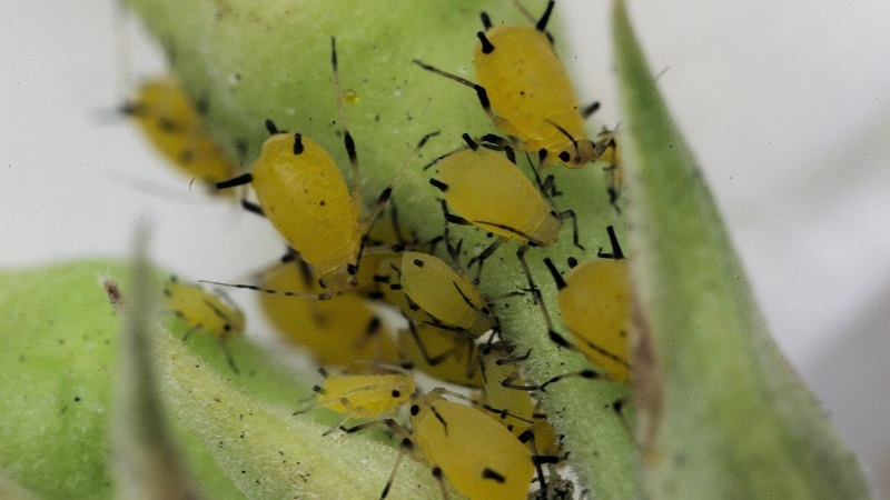 How to properly and how to spray apple trees from pests in summer