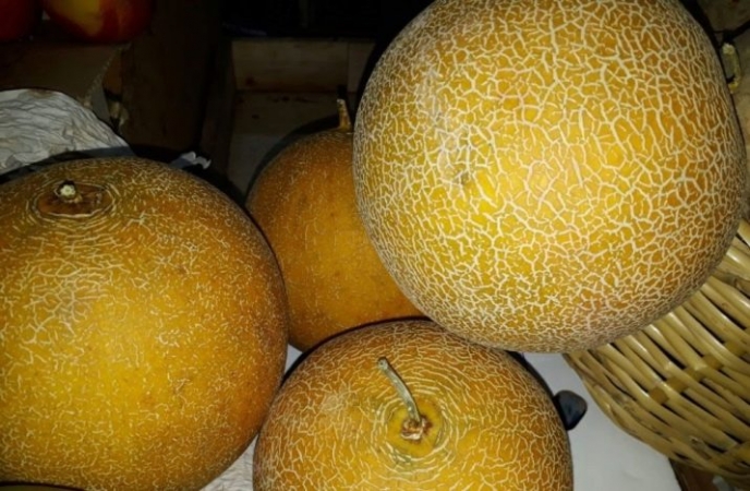 Early ripe yellow melon F1 Tale: growing and care, the nuances of choosing when buying ripe fruits