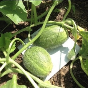 Early ripe yellow melon F1 Tale: growing and care, the nuances of choosing when buying ripe fruits