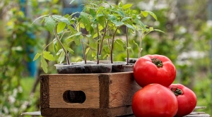 Sweet, fleshy and unpretentious tomato Sensei - a description of agricultural techniques and advice from experienced summer residents