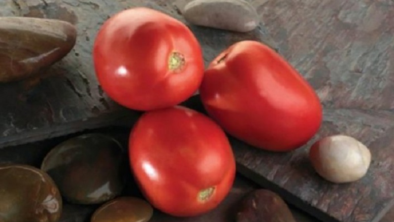 The Diabolic tomato developed by Japanese breeders: what is good and why did domestic farmers love it