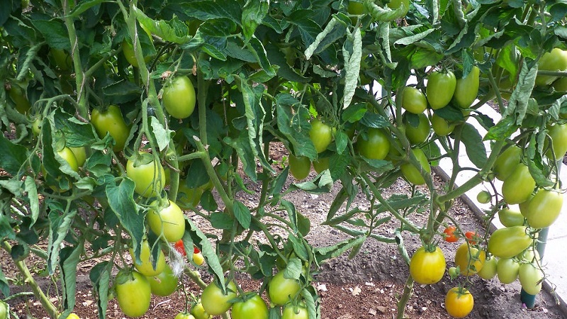 The Diabolic tomato developed by Japanese breeders: what is good and why did domestic farmers love it