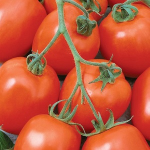 The Diabolic tomato developed by Japanese breeders: what is good and why did domestic farmers love it