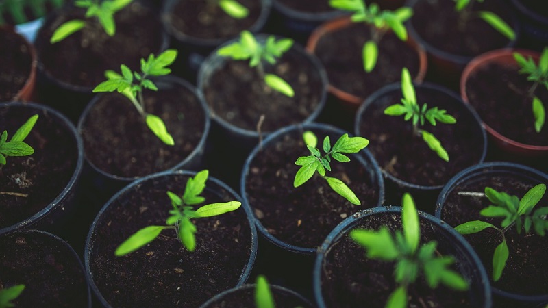 The Diabolic tomato developed by Japanese breeders: what is good and why did domestic farmers love it