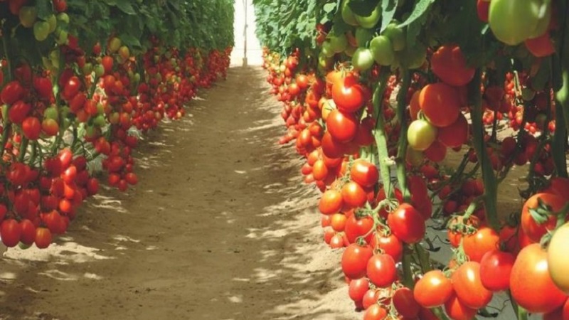 The Diabolic tomato developed by Japanese breeders: what is good and why did domestic farmers love it