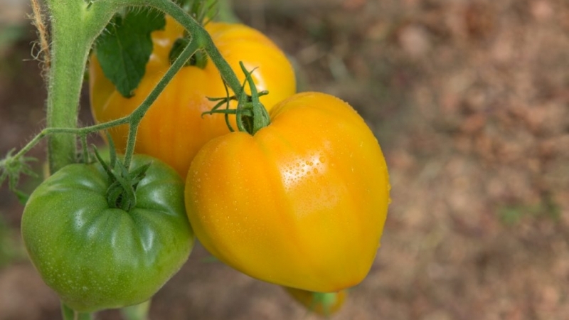 The record holder for the content of nutrients is the Orange Heart tomato