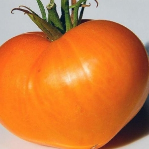 The record holder for the content of nutrients is the Orange Heart tomato
