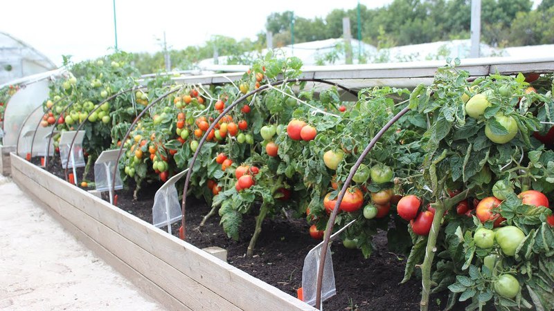We solve problems with the tomato harvest: what to do if the tomatoes in the greenhouse do not turn red