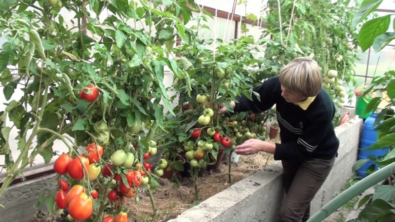 We solve problems with the tomato harvest: what to do if the tomatoes in the greenhouse do not turn red